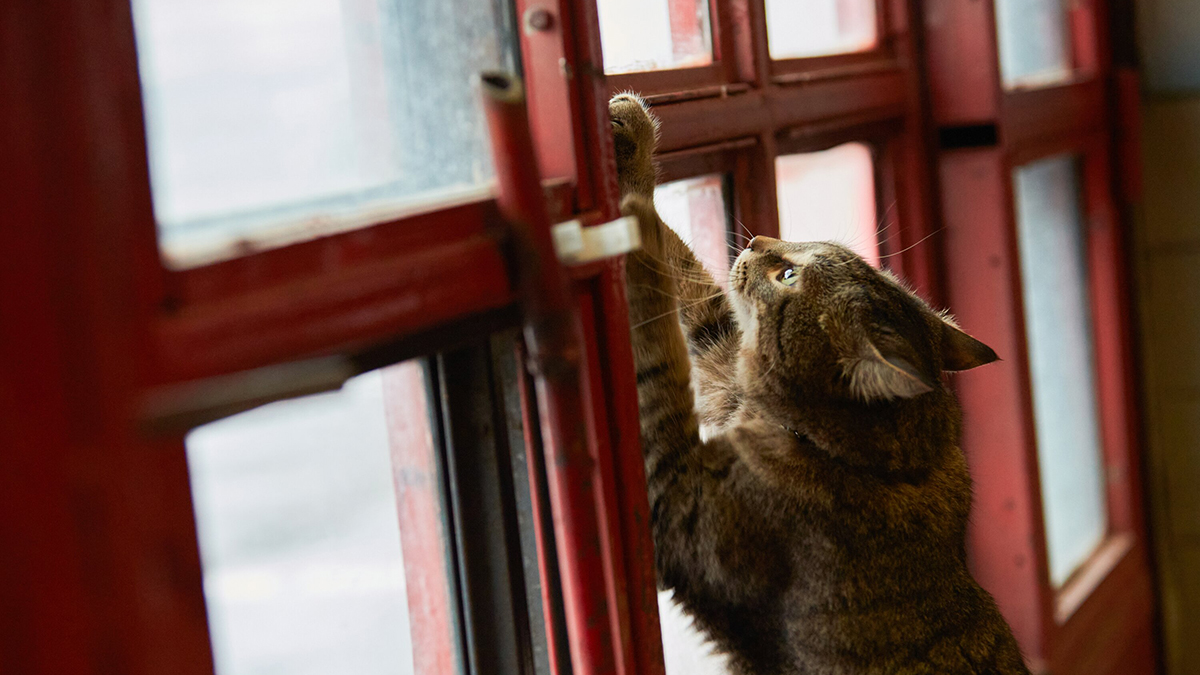 Брошенный в квартире кот выжил, питаясь объедками и туалетной водой
