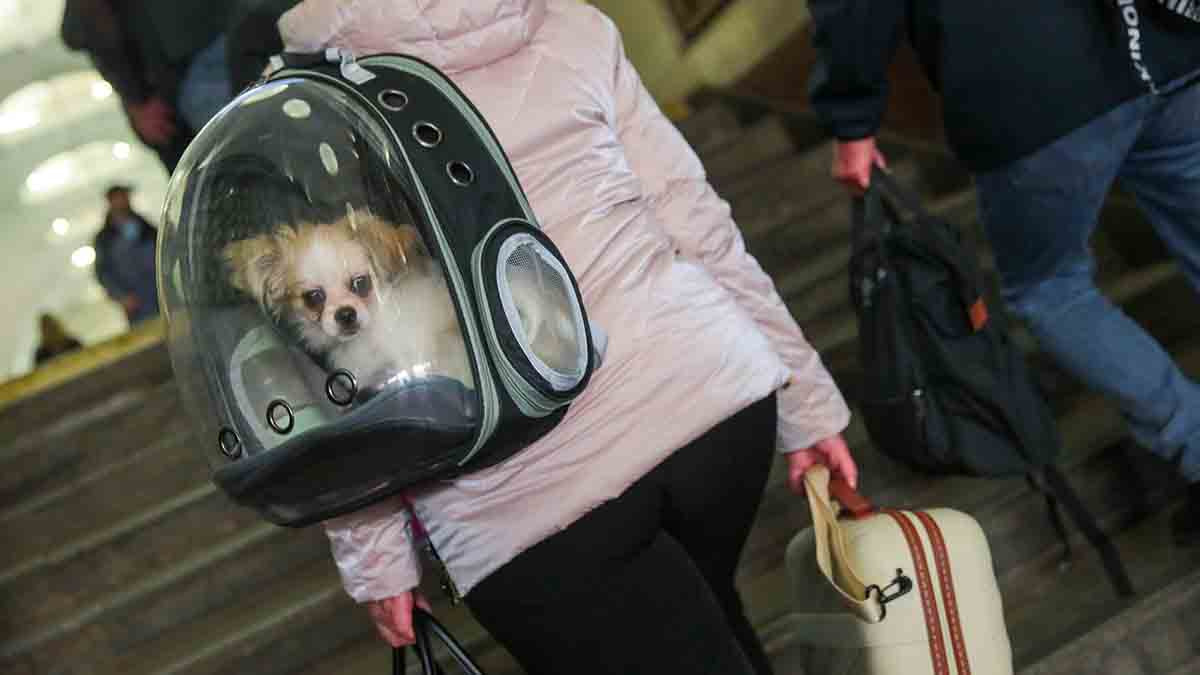 Владельцев незарегистрированных собак начнут штрафовать в Подмосковье с 1 марта