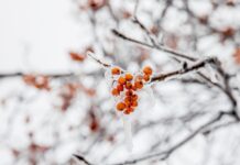 Комфортная зимняя погода радует жителей Приморья 2 февраля 457d6292-8d61-4516-a30b-f63448bb0f32-67f2c64f