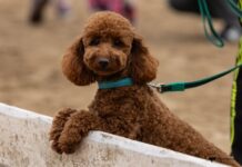 Ответственное содержание собак в Приморье — забота о порядке и безопасности 4deb56e1-468c-4e95-b0eb-b6796aa3b166-6807fa5a