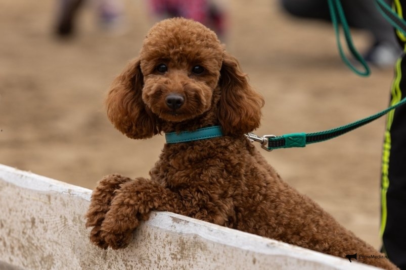 Фото: primamedia.ru