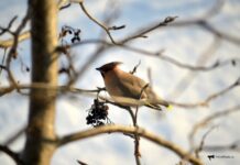 Разнообразная февральская погода порадует жителей Приморья 65a164c1-5544-4e7c-a98d-b4a5874c074f-67ff2abd