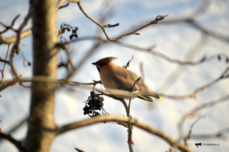 Фото: primamedia.ru