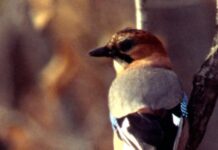 Светлый праздник Сойкин день 11 декабря 6ee6942a-375c-4839-a19e-fd8d2dd6a64c-67fa0086