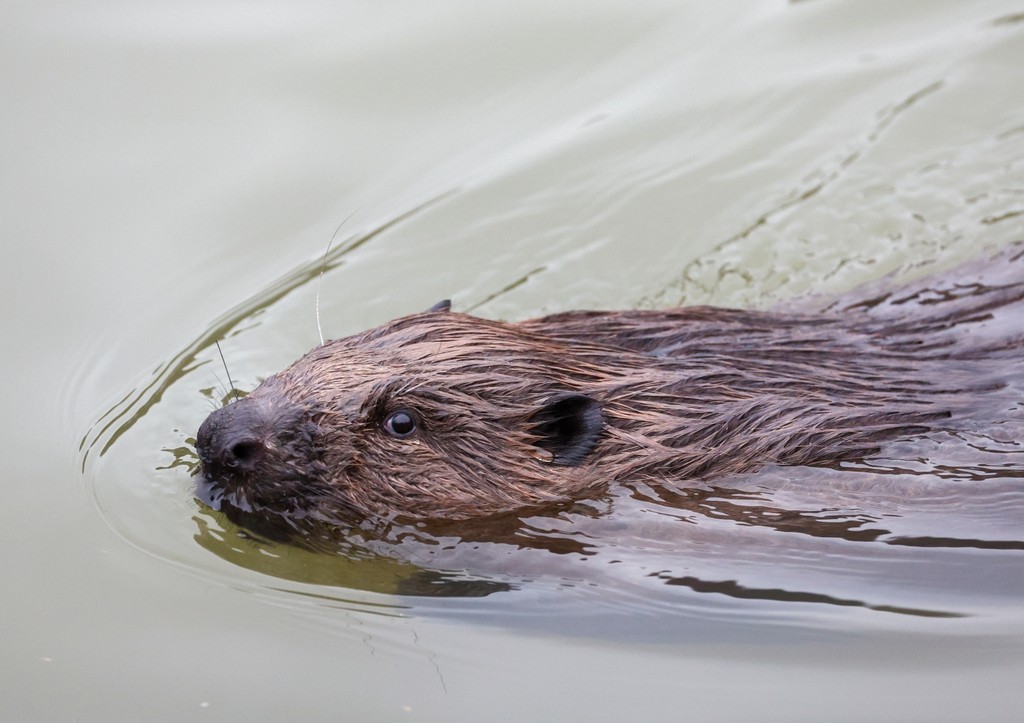 Бобры за пару дней сэкономили бюджету Чехии миллион долларов