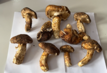 Уссурийская таможня предотвратила незаконный вывоз редких грибов 7e4c3c18-2b8e-420b-9800-5487247c704b-67fd0051