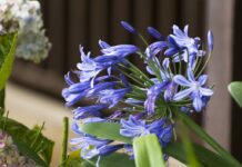 Агапантус - восхитительное растение для вашего сада 88cabd7a-df77-4b90-aa19-181d3a55379b-67f2968a