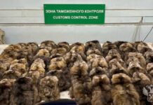 Девушка пыталась вывезти 700 шкур соболя из Москвы в Китай d1e2c44a-6653-48c4-822f-440bc9b60b07-68079201