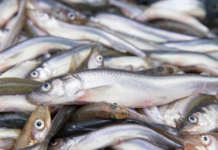 Диетолог Писарева раскрыла ценные качества корюшки dietolog pisareva raskryla czennye kachestva koryushki-todey-ru-174046742500-0