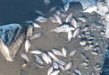 Природоохранные органы защитят водоемы Находки после массовой гибели рыбы e7ba4d03-546b-4a31-9810-96a471bf1020-67f567f2