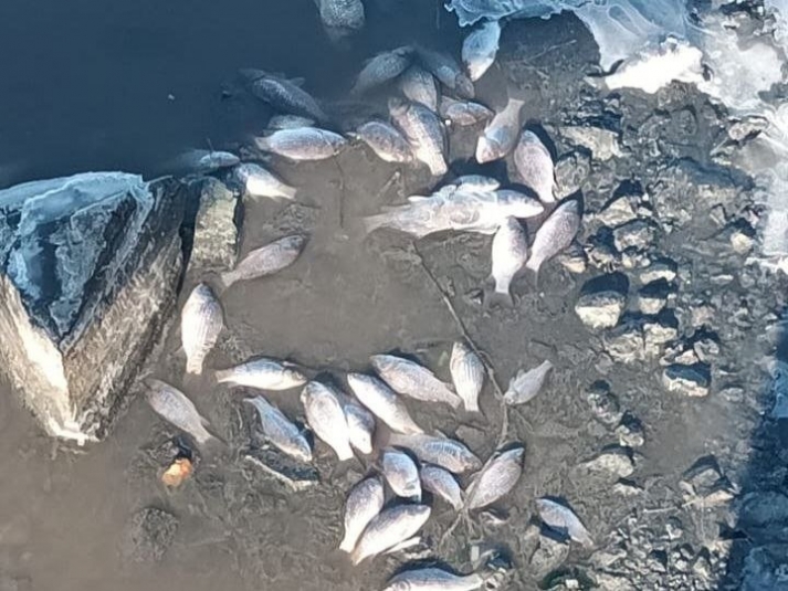 Гибель рыбы в озере Солёном и реке Каменке привлекла внимание прокуратуры Амурская бассейновая природоохранная прокуратура