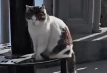 История спасения кошки Муси, сброшенной с обрыва в Крыму istoriya spaseniya koshki musi sbroshennoj s obryva v krymu-todey-ru-174053490400-0