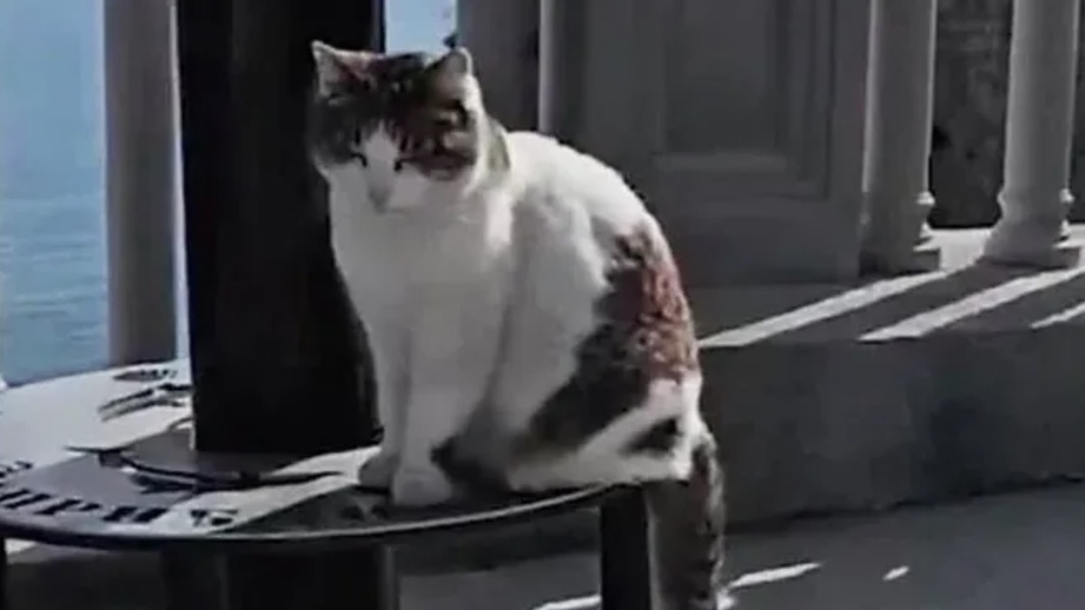 Добровольцы рассказали, как искали кошку Мусю, сброшенную с обрыва в Крыму