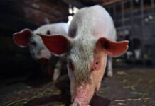 Свинина наращивает экспортные обороты svinina narashhivaet eksportnye oboroty-todey-ru-174062465000-0