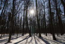 Весеннее обновление: какая погода ждет Москву в начале марта Парк ЦарицыноОрехово-Борисово Сев