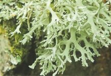 35 редких видов лишайников пополнили новое издание Красной книги Москвы 35 redkih vidov lishajnikov popolnili novoe izdanie krasnoj knigi moskvy-todey-ru-174175400500-0