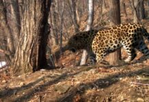 Дима Билан вдохновляет примером заботы о дальневосточных леопардах dima bilan vdohnovlyaet primerom zaboty o dalnevostochnyh leopardah-todey-ru-174077892500-0