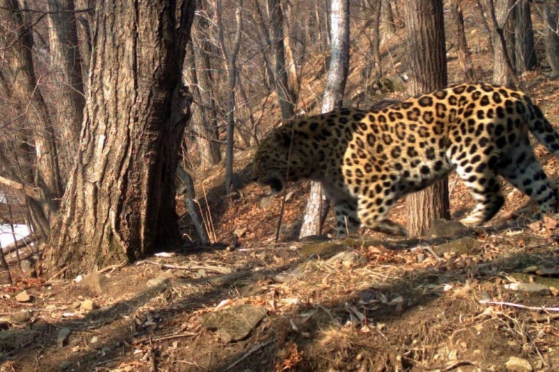 Леопард Димы Билана Виктор Национальный парк "Земля леопарда"