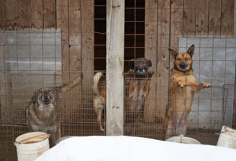 Госдума и регионы формируют подходы к бродячим животным при участии КПРФ и Ставропольского края-0