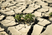 Инновационные нанотехнологии для теплиц Саудовской Аравии повышают урожайность до 200% innovaczionnye nanotehnologii dlya teplicz saudovskoj aravii povyshayut urozhajnost do 200-todey-ru-174255382900-0