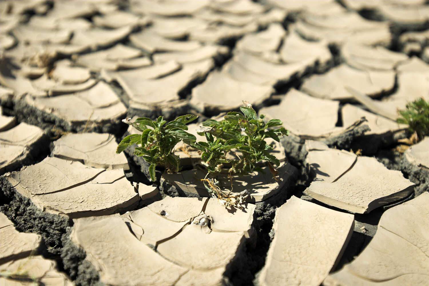 Инновационные нанотехнологии для теплиц Саудовской Аравии повышают урожайность до 200%-0