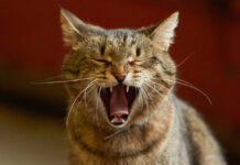 Кот-прапорщик Толик из пожарной части в Москве номинированный на премию Мой ласковый и нужный зверь