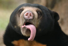 Малайские медвежата Лучик и Звездочка радуют гостей Московского зоопарка MalayanSunBearhelarctosMalayanusShowingItsLongTongue