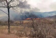 Масштабный природный пожар остановлен у границ заповедника "Земля леопарда" masshtabnyj prirodnyj pozhar ostanovlen u granicz zapovednika zemlya leoparda-todey-ru-174128429200-0