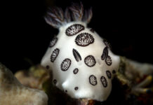 Морской слизняк — новый герой в борьбе за экологию morskoj sliznyak novyj geroj v borbe za ekologiyu-todey-ru-174126466600-0