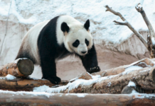 Московский зоопарк открыл конкурс на лучшие кадры из трансляций moskovskij zoopark otkryl konkurs na luchshie kadry iz translyaczij-todey-ru-174184108700-0