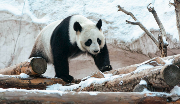 Московский зоопарк открыл конкурс на лучшие кадры из трансляций