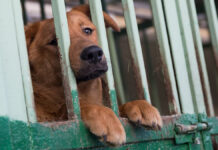 Новаторский подход Госдумы и Николая Цеда к регулированию численности бродячих собак Приют для бездомных животных Зеленоград