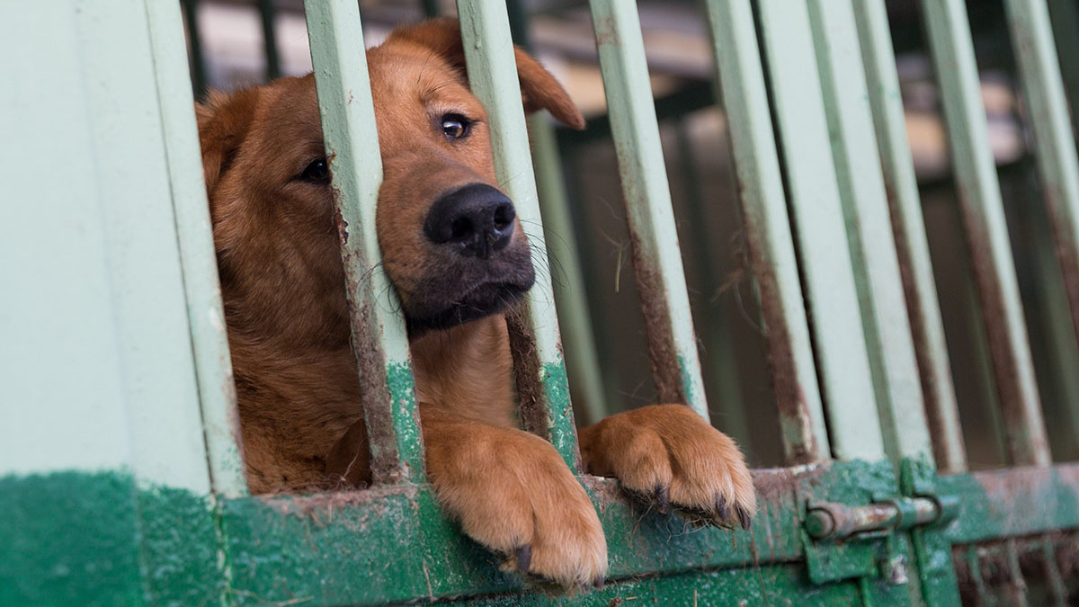 «Это зубастое оружие»: в Госдуме предложили варить мыло из бродячих собак