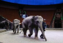 novyj czirk moskvy imeet shansy prevzojti sushhestvuyushhie stroeniya ekspert barhota-todey-ru-174187498300-0