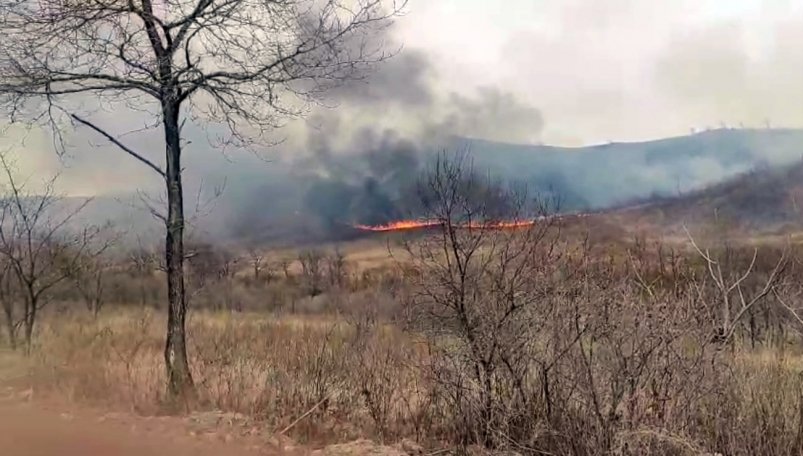 Возле заповедника "Земле леопарда" в Приморье ликвидировали крупный природный пожар ФГБУ "Земля леопарда"