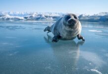 Последствия аномального потепления Байкала и пути сохранения экосистемы posledstviya anomalnogo potepleniya bajkala i puti sohraneniya ekosistemy-todey-ru-174103206800-0