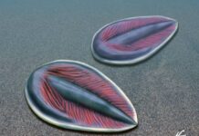 Российские и канадские ученые исследуют рост Parvancorina minchami у Белого моря rossijskie i kanadskie uchenye issleduyut rost u belogo morya-todey-ru-174263476700-0