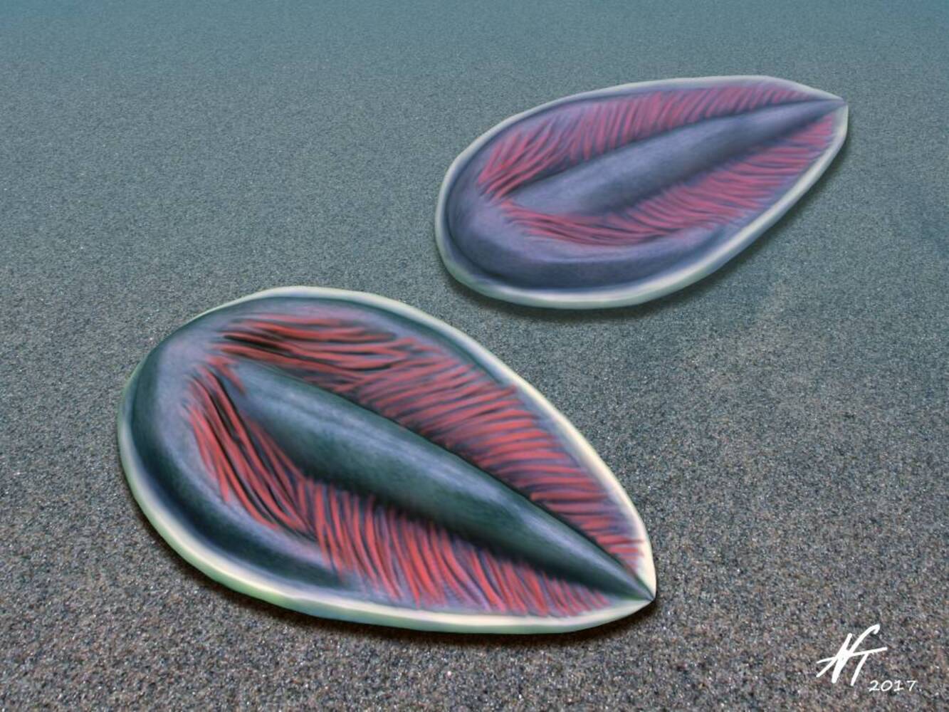 Российские и канадские ученые исследуют рост Parvancorina minchami у Белого моря-0