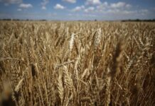 Россия укрепляет продовольственное партнёрство со странами Африки rossiya ukreplyaet prodovolstvennoe partnyorstvo so stranami afriki-todey-ru-174161205600-0