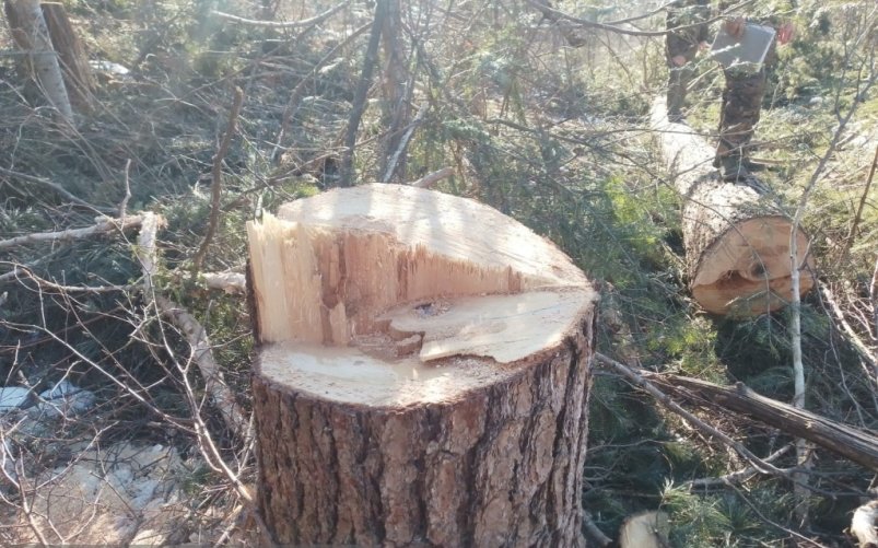 В Приморье поймали нарушителей, которые незаконно вырубили 25 кедров ради шишек Министерство лесного хозяйства, охраны окружающей среды, животного мира и природных ресурсов Приморского края