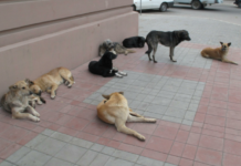 Советы кинолога Дениса Александрова из Татарстана для безопасности при встрече со стаей собак sovety kinologa denisa aleksandrova iz tatarstana dlya bezopasnosti pri vstreche so staej sobak-todey-ru-174231016600-0