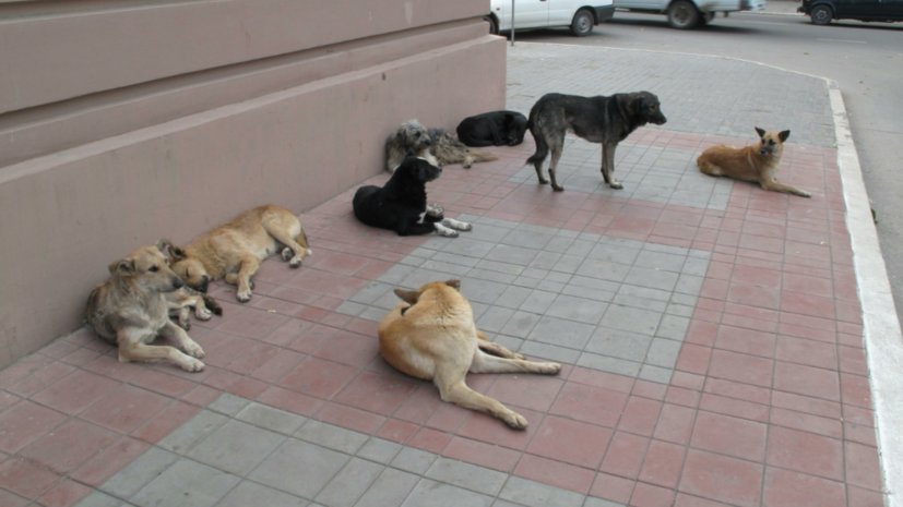 Кинолог Александров рассказал о действиях на случай встречи со стаей бродячих собак