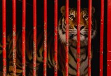 Строительство нового центра для спасения диких животных активно развивается в Приморье stroitelstvo novogo czentra dlya spaseniya dikih zhivotnyh aktivno razvivaetsya v primore-todey-ru-174181919200-0