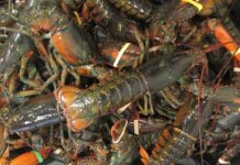 tamozhennaya sluzhba predotvratila nezakonnyj vvoz ekzoticheskih delikatesov v moskvu-todey-ru-174160354800-0