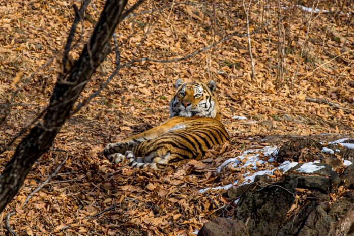 tigr v hasanskom rajone primorya vstretilsya s lyudmi u kravczovskih vodopadov-todey-ru-174232920400-0