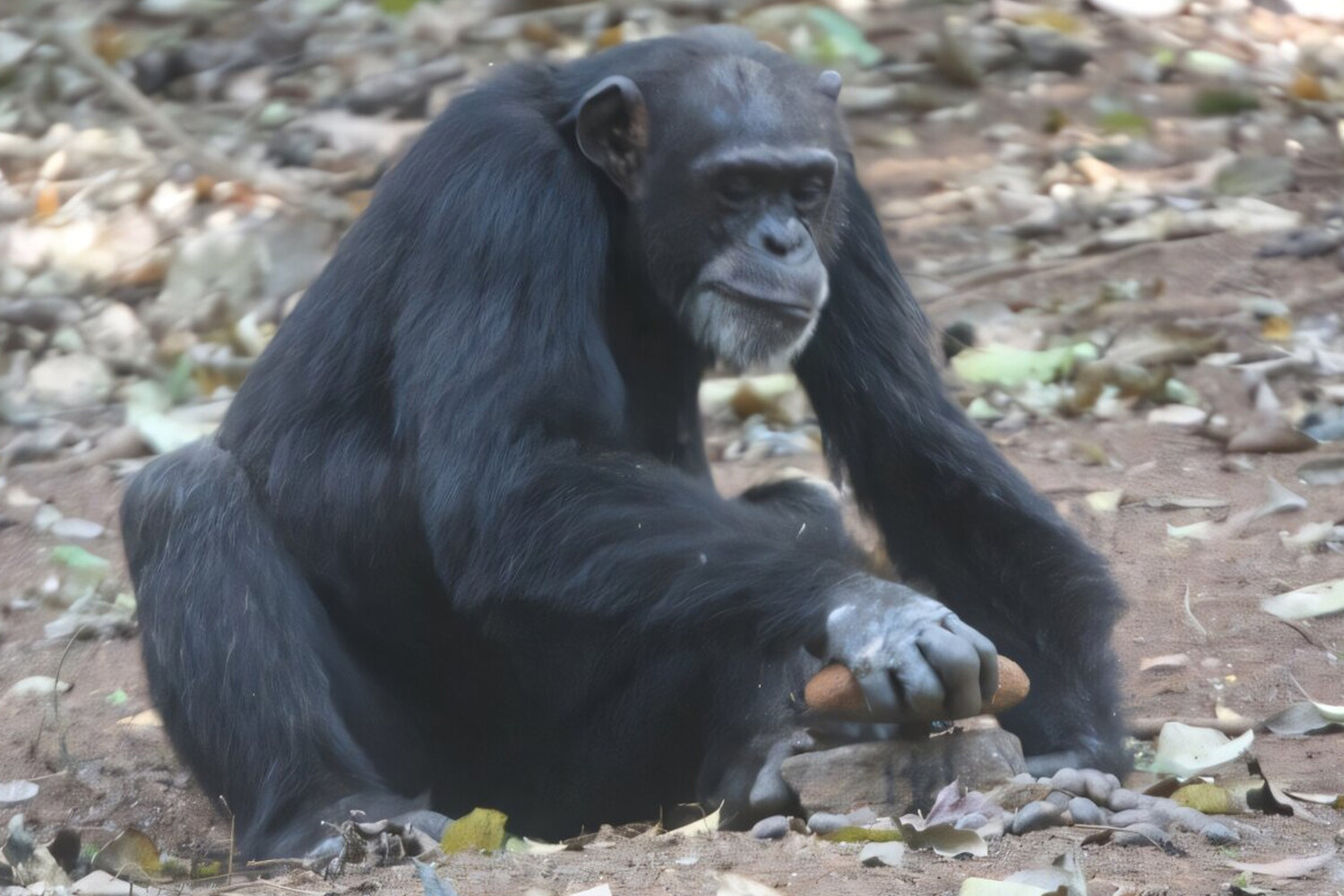 Успехи шимпанзе Гомбе-Стрим удивляют ученых Оксфорда и Института Макса Планка-0