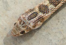 В Москве пенсионерка обнаружила в своем унитазе змею v moskve pensionerka obnaruzhila v svoem unitaze zmeyu-todey-ru-174186437400-0