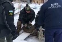 yunyj kaban ustroil veselye gonki v salavate-todey-ru-174126491000-0