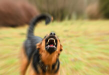 Артём и Ольга героически защитили детей от нападения собаки при поддержке МВД artyom i olga geroicheski zashhitili detej ot napadeniya sobaki pri podderzhke mvd-todey-ru-174366861900-0