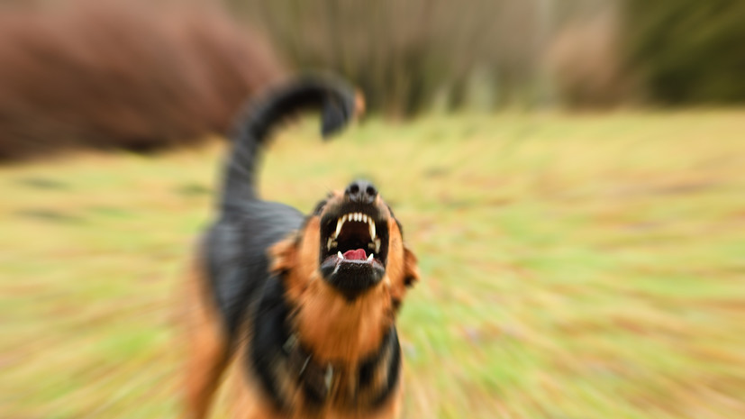 Собака в Приморье напала на женщину с двумя детьми